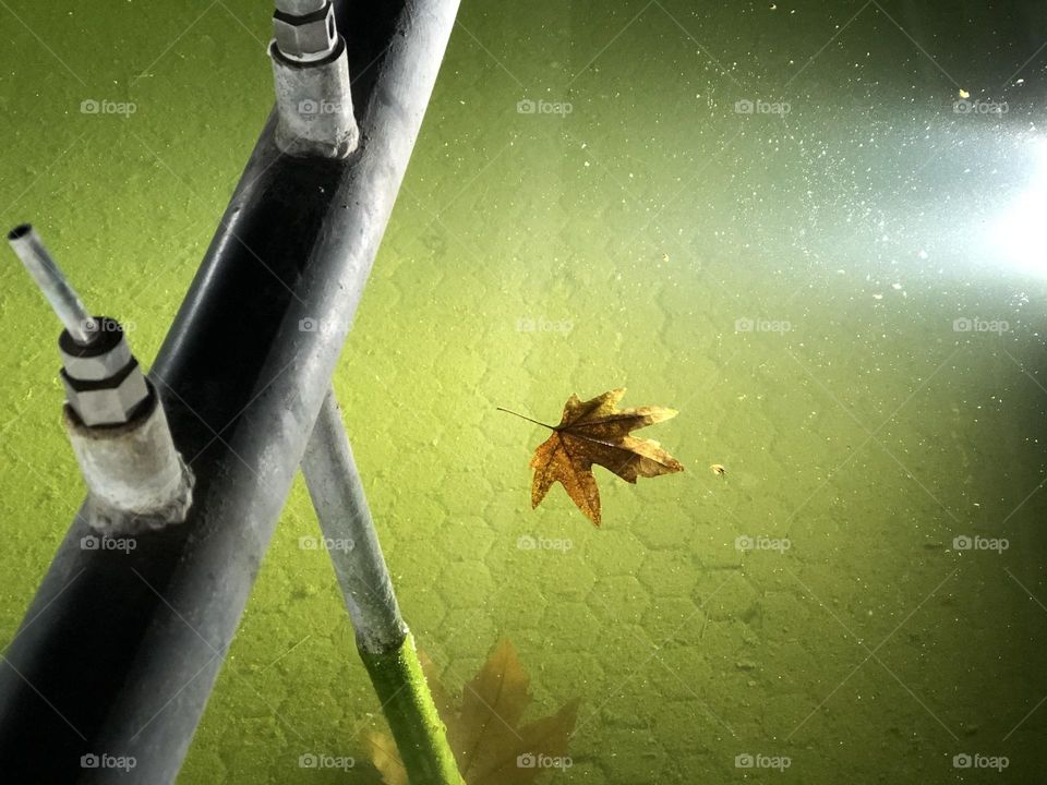 A lonely leaf floating on a pool and one drowned at the bottom
Does the floating one have the same fate?
If only a lively child could pick it up!