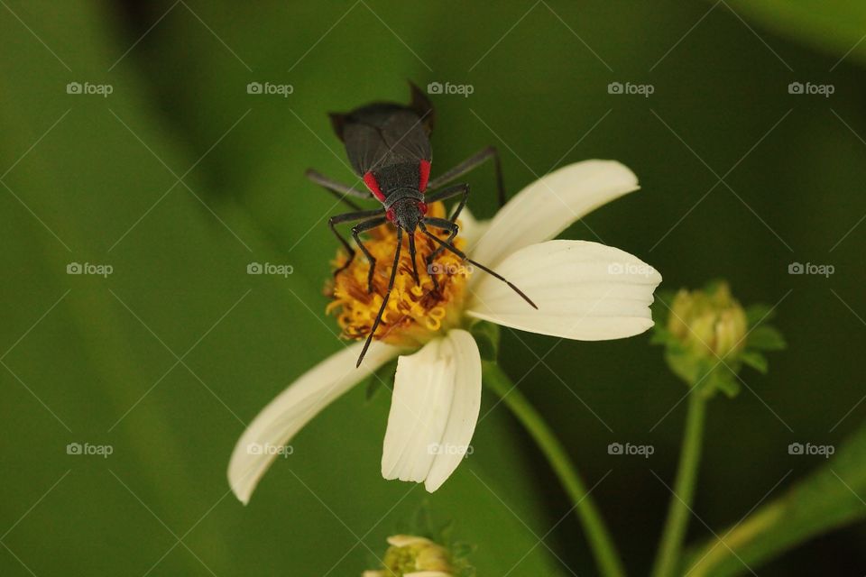 Insect on Flower