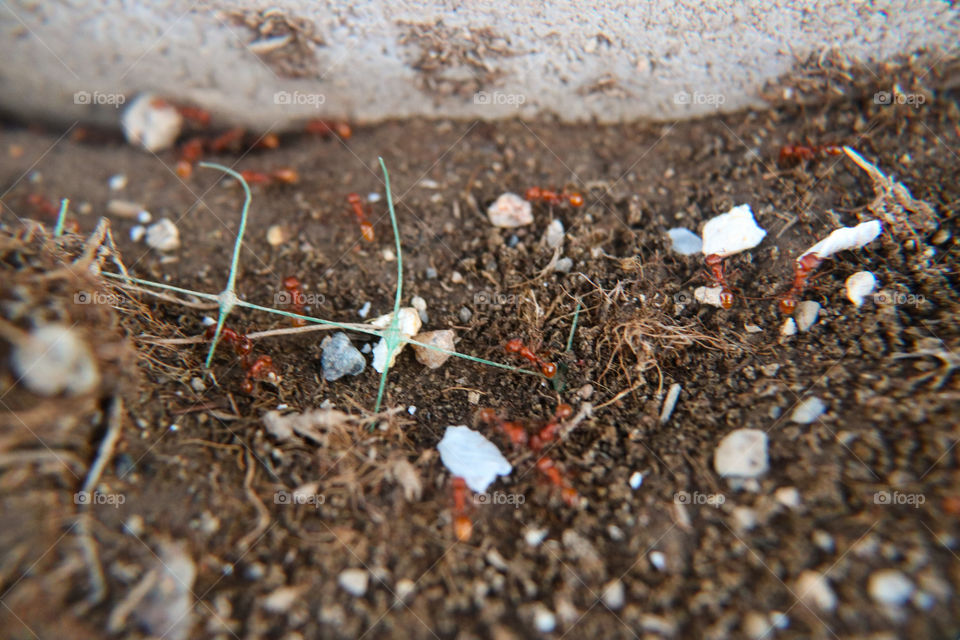 Red ant colony