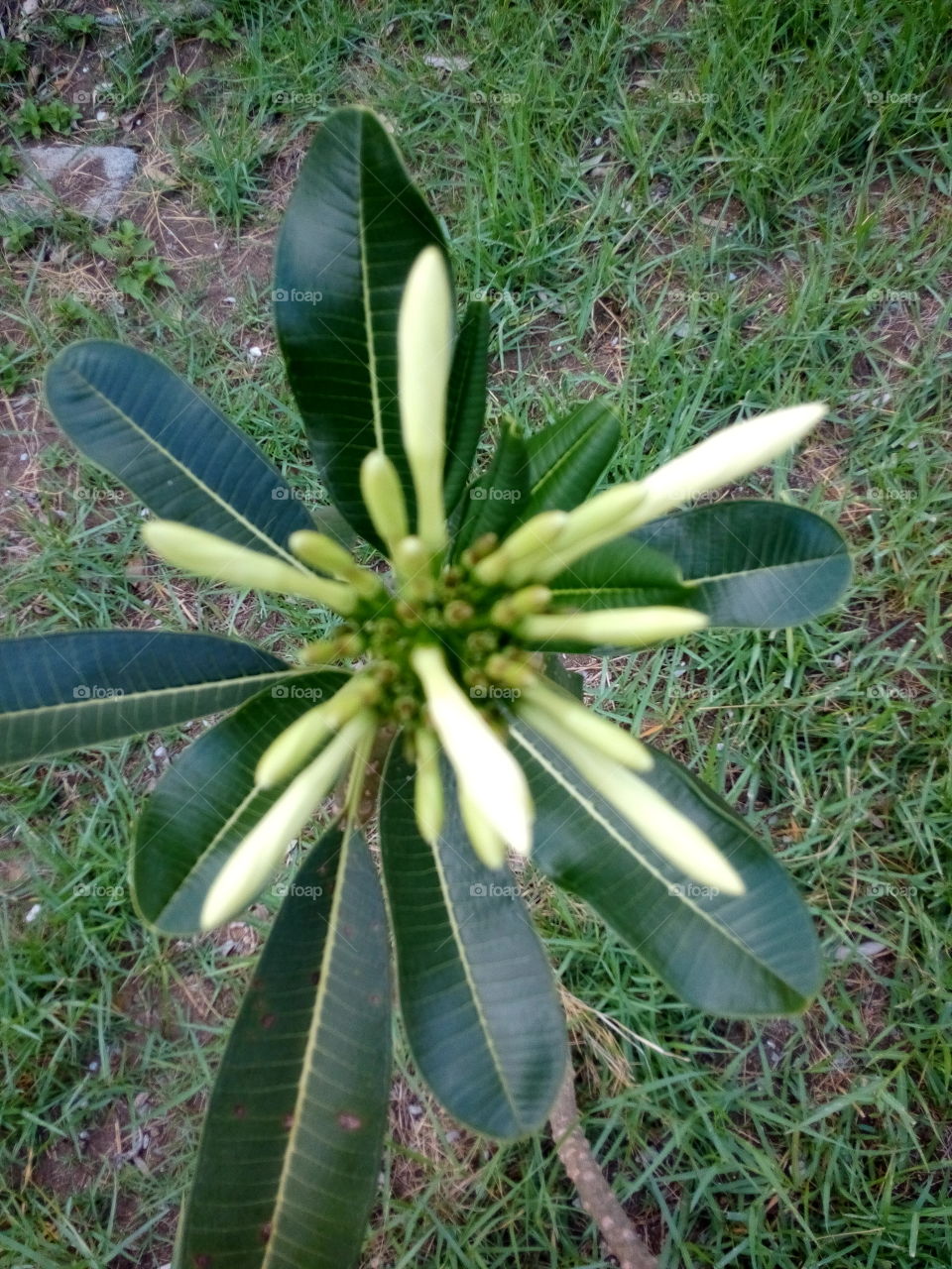 Plumeria. Plumeria, Frangipani,Temple Tree 