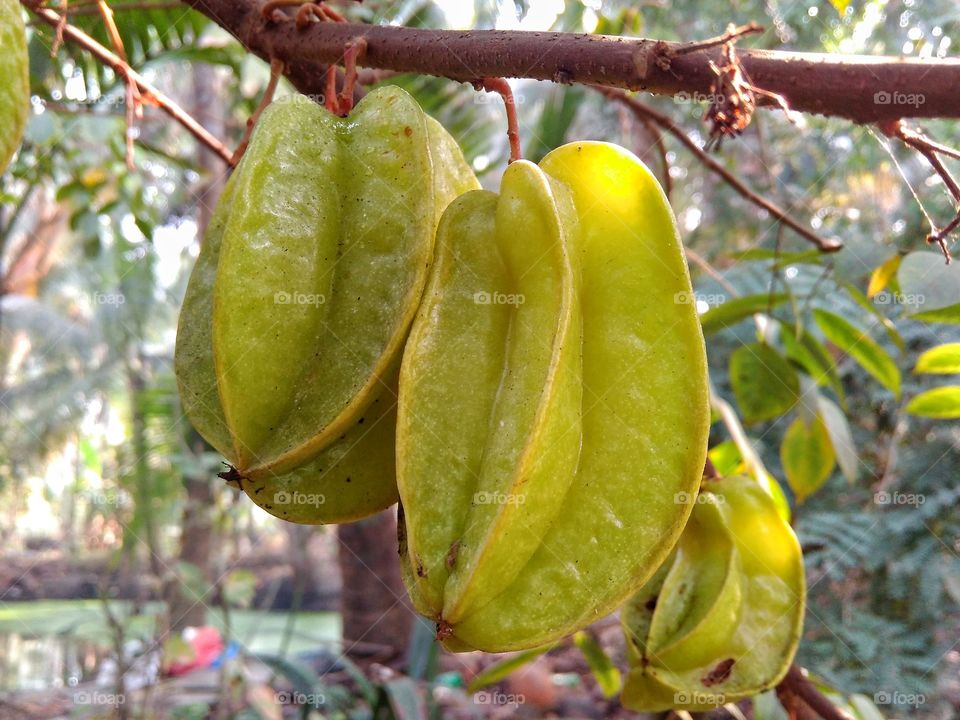 Kamranga the sour fruit