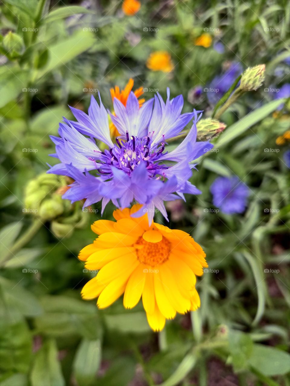 A wonderful combination