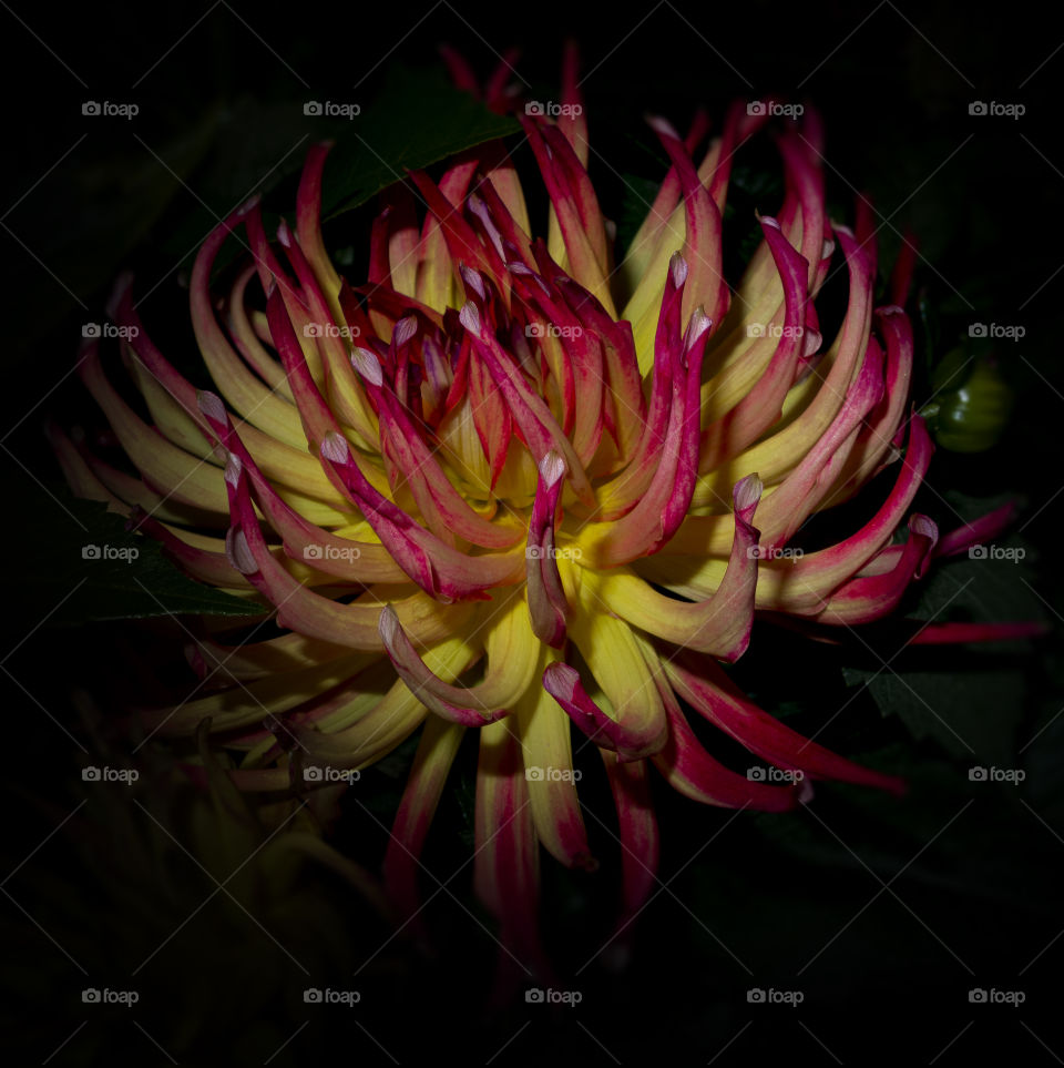 moody setting with just a touch of green to break up the fiery setting. darkened frame to emphasise the central flower.