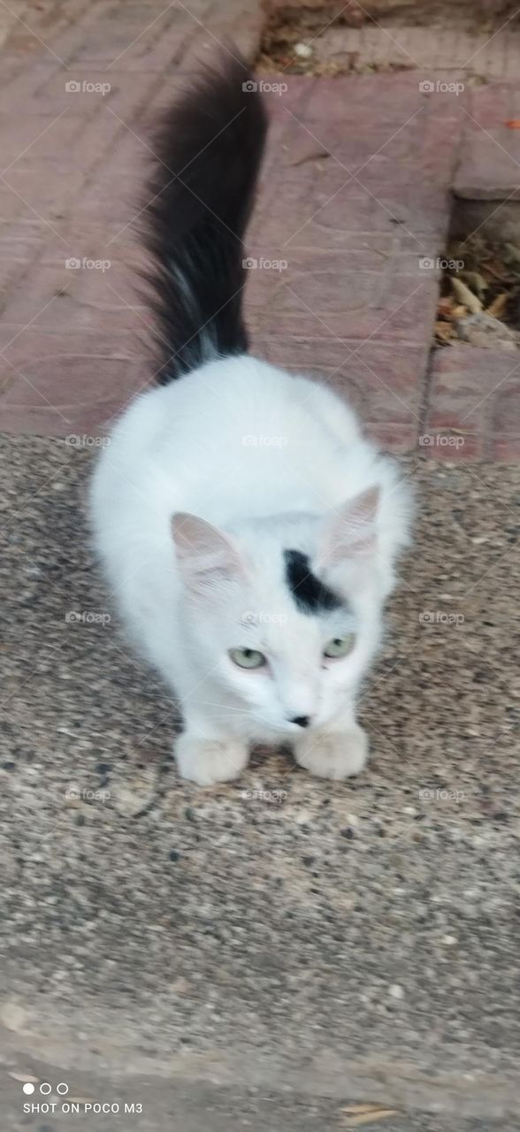 beautiful cat looking at camera.