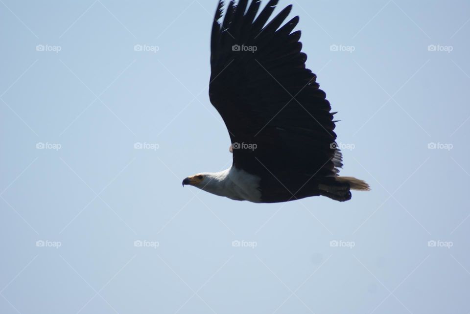 A fish eagle mid flight 