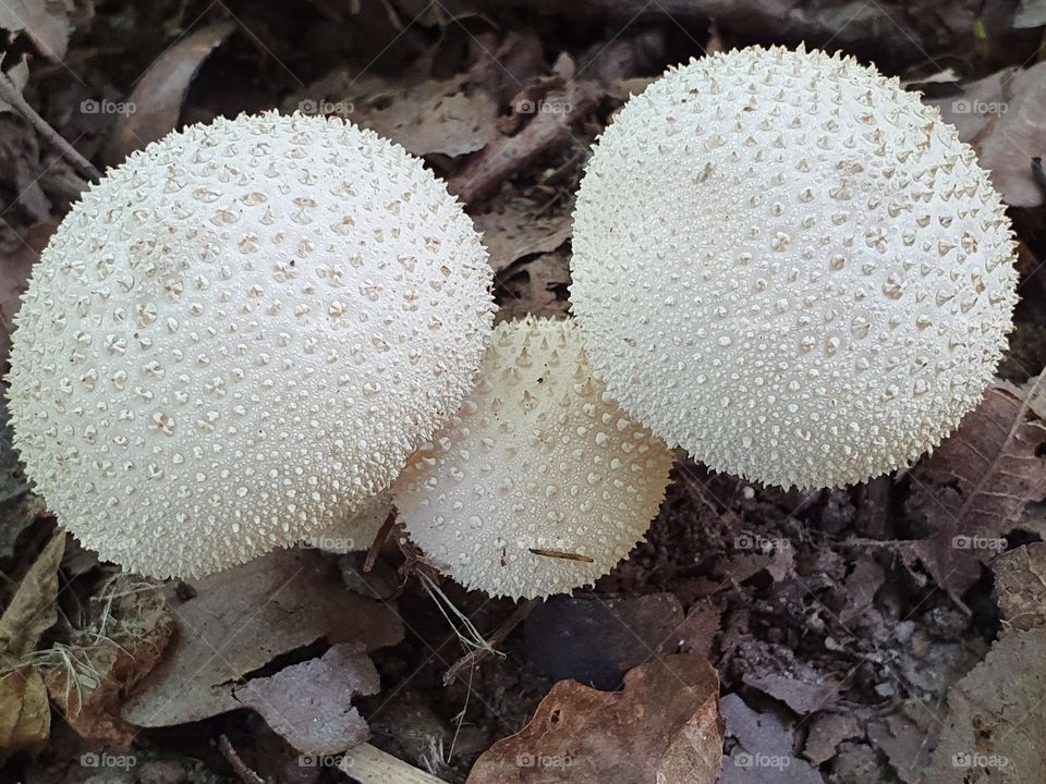 forest mushroom