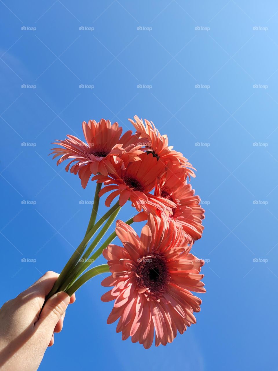 pink gerba flowers held up to the beautiful blue skies.