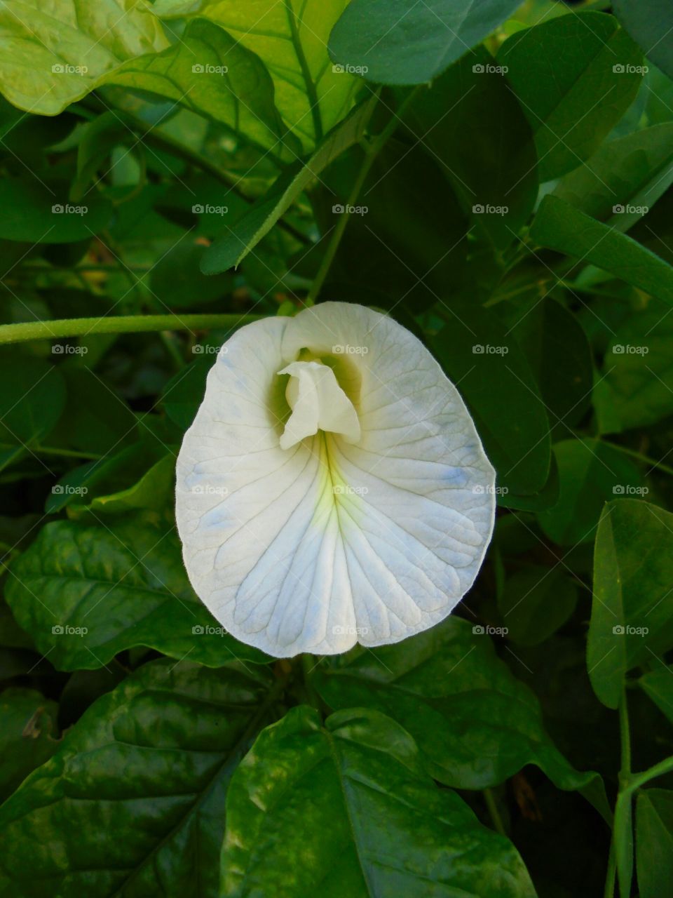 White butterfly pea