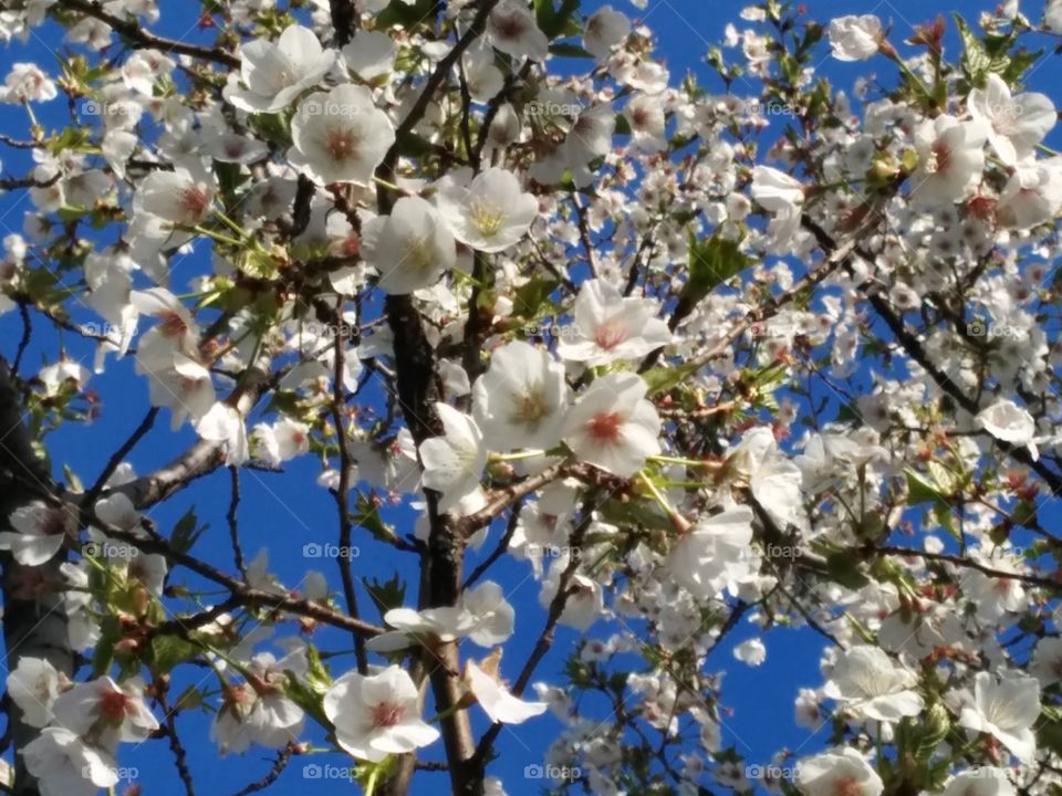 Cherry Bosoms in a blue sky