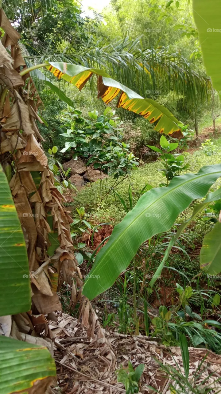 natureza
