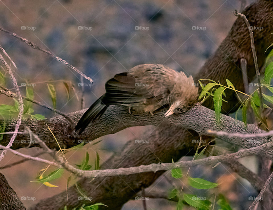 Bird photography - Babbler - Behaviour - Beak sharpening