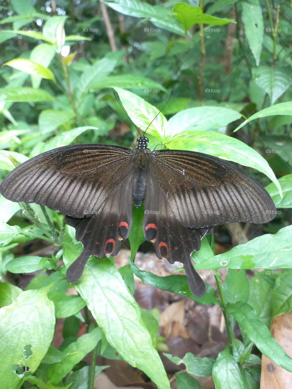 Papilio helenus is a butterfly from the Papilionidae family. It has broad wings and tends to have a dark metallic color that changes color when exposed to sunlight.