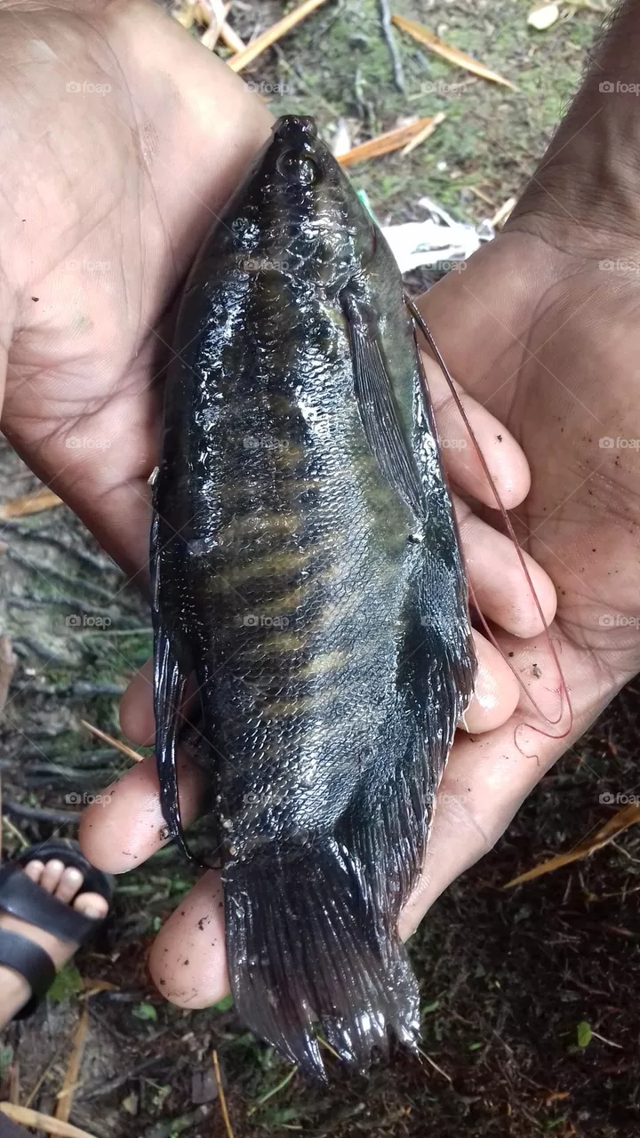 A BEAUTIFUL FISH