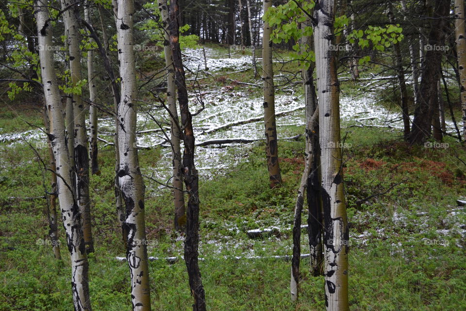 Late spring in the forest among the birch trees snow melting grasses showing through