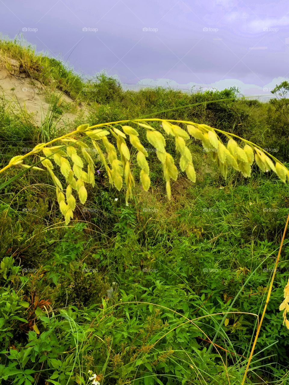Seashore Grass