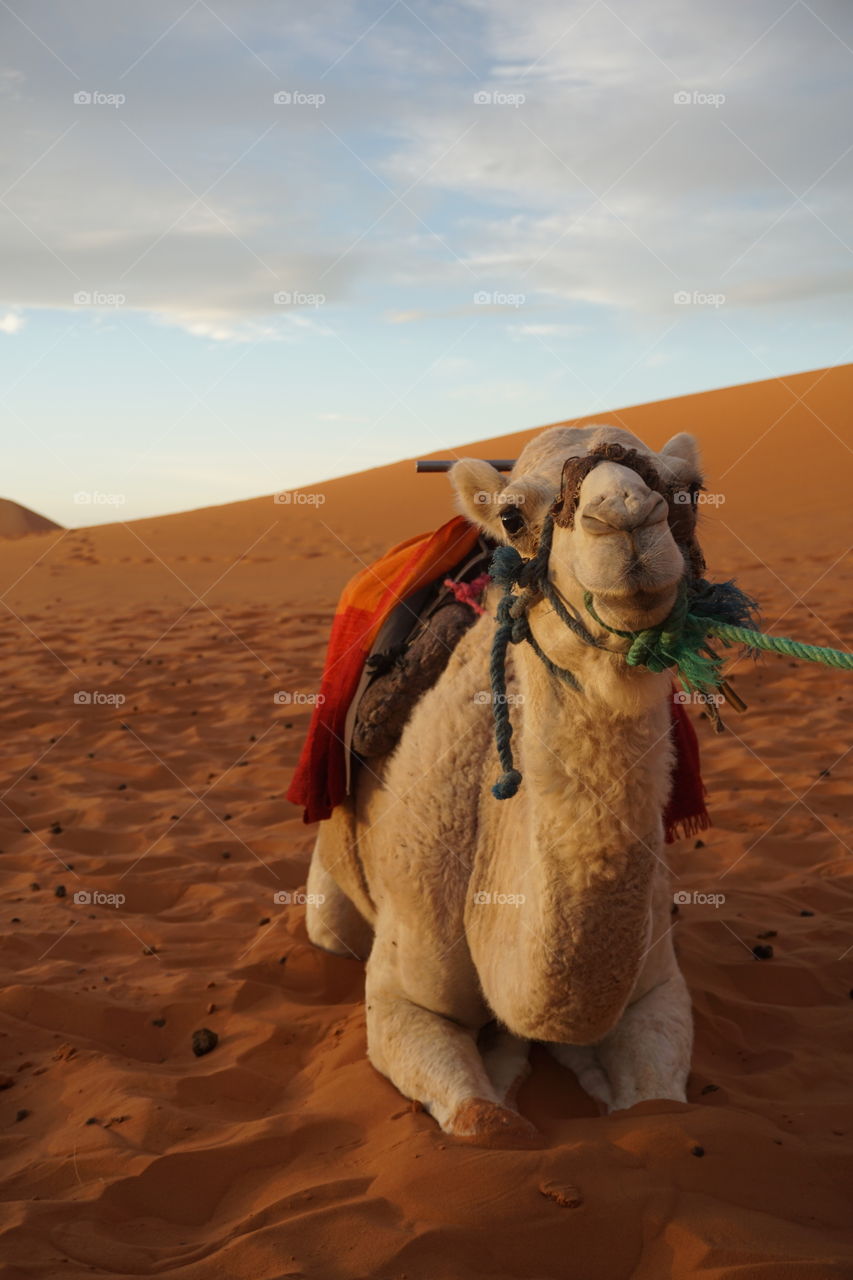 Camel, Desert, Sand, Dune, Travel