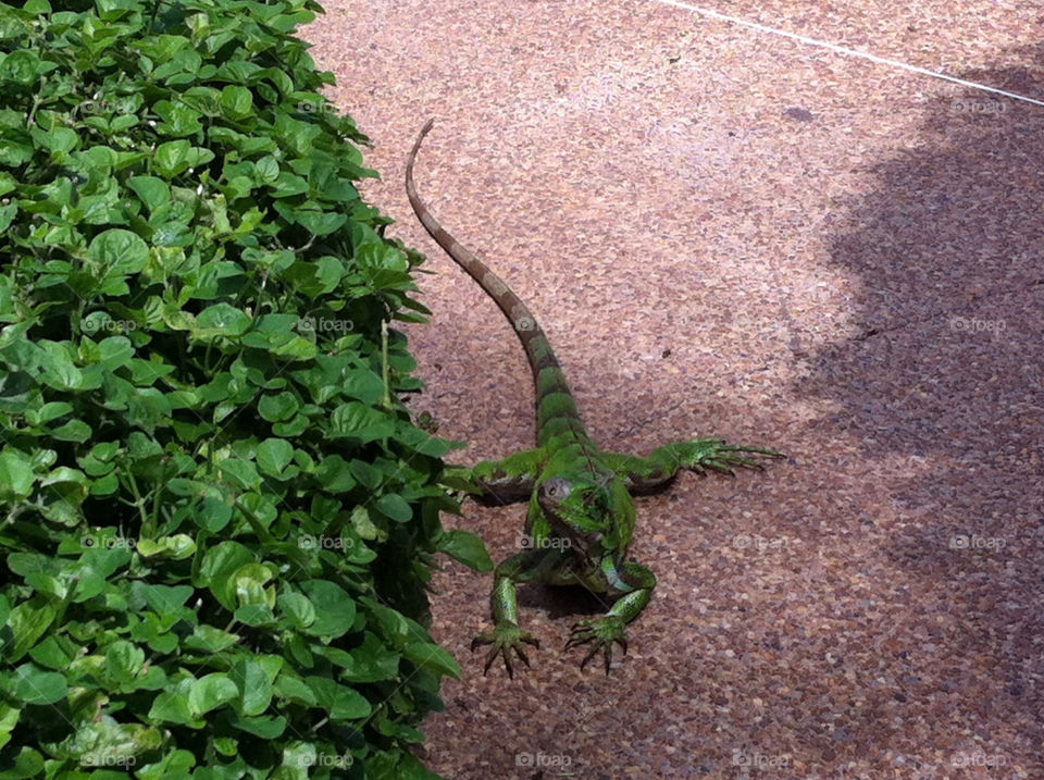 green animal iguana by alejin05