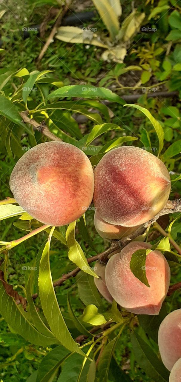 frutos de verano, duraznos