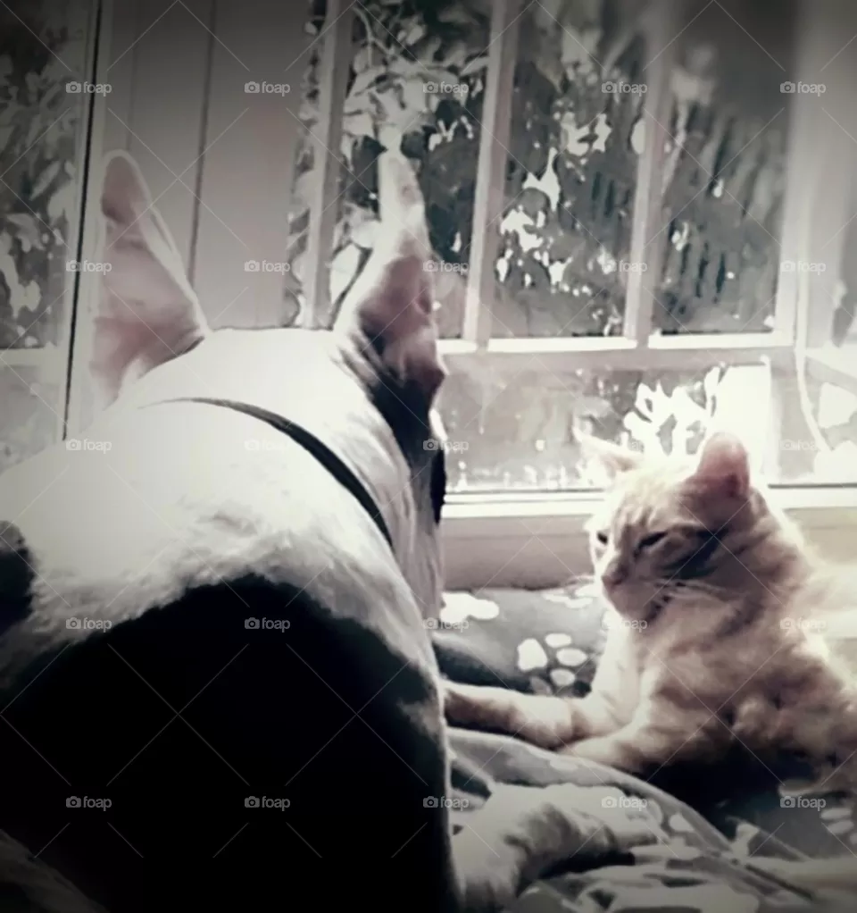 cat