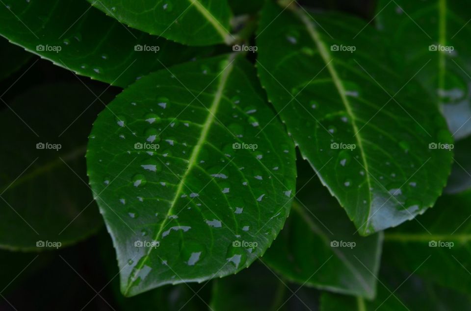 leaf