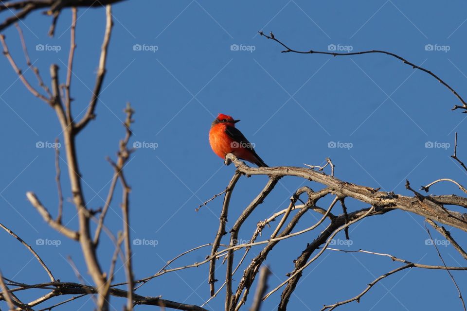 A beautiful Vermillion Flycatcher sits high in a bare tree against a cloudless blue sky