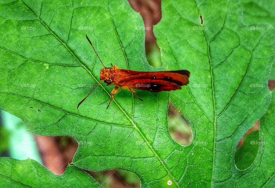 Butterfly on a green leaf