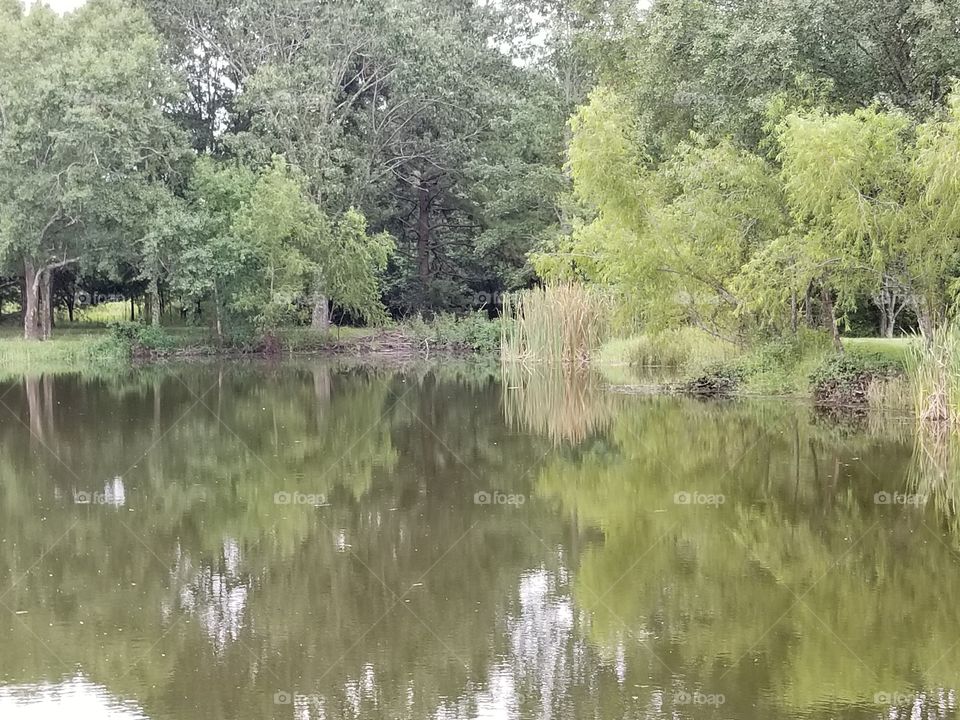 Backwoods pond