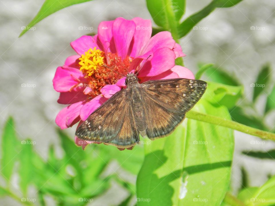 Butterfly, Nature, Insect, Summer, Garden