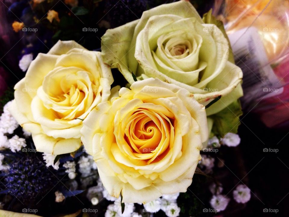 Yellow roses