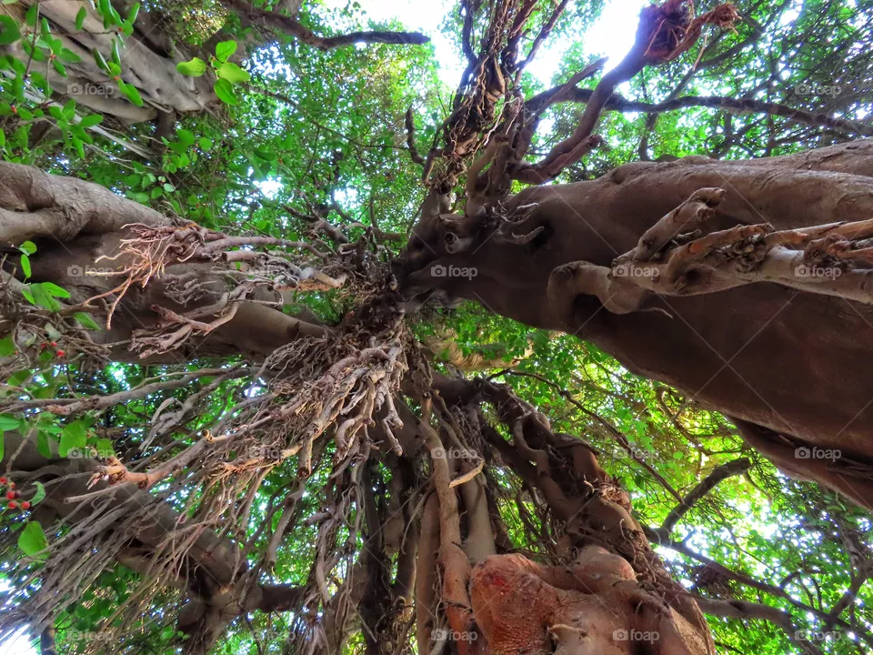 old tree