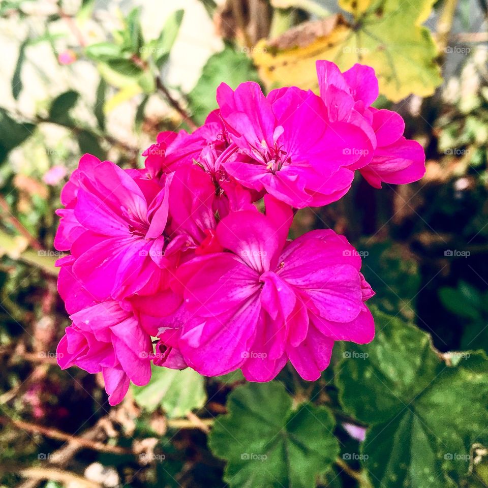 🌼#Flores do nosso #jardim, para alegrar e embelezar nosso dia!
#Jardinagem é nosso #hobby.
🌹
#flor #flowers #flower #pétalas #garden #natureza #nature #flora #photography #fotografia 