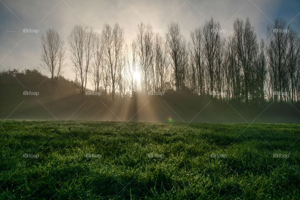 Sun rays coming trough the trees in the park