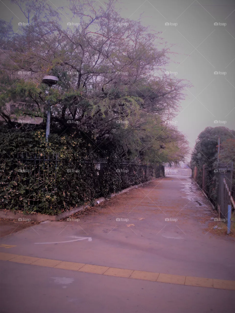 trees