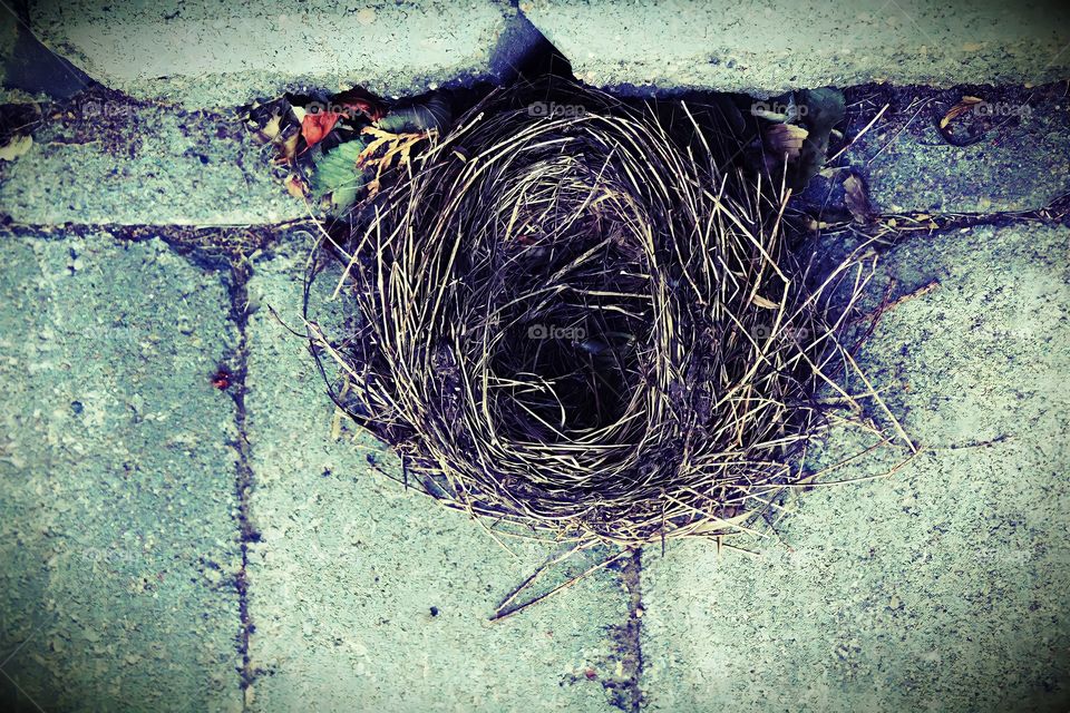 Bird Nest
Over head view of bird nest on ground.