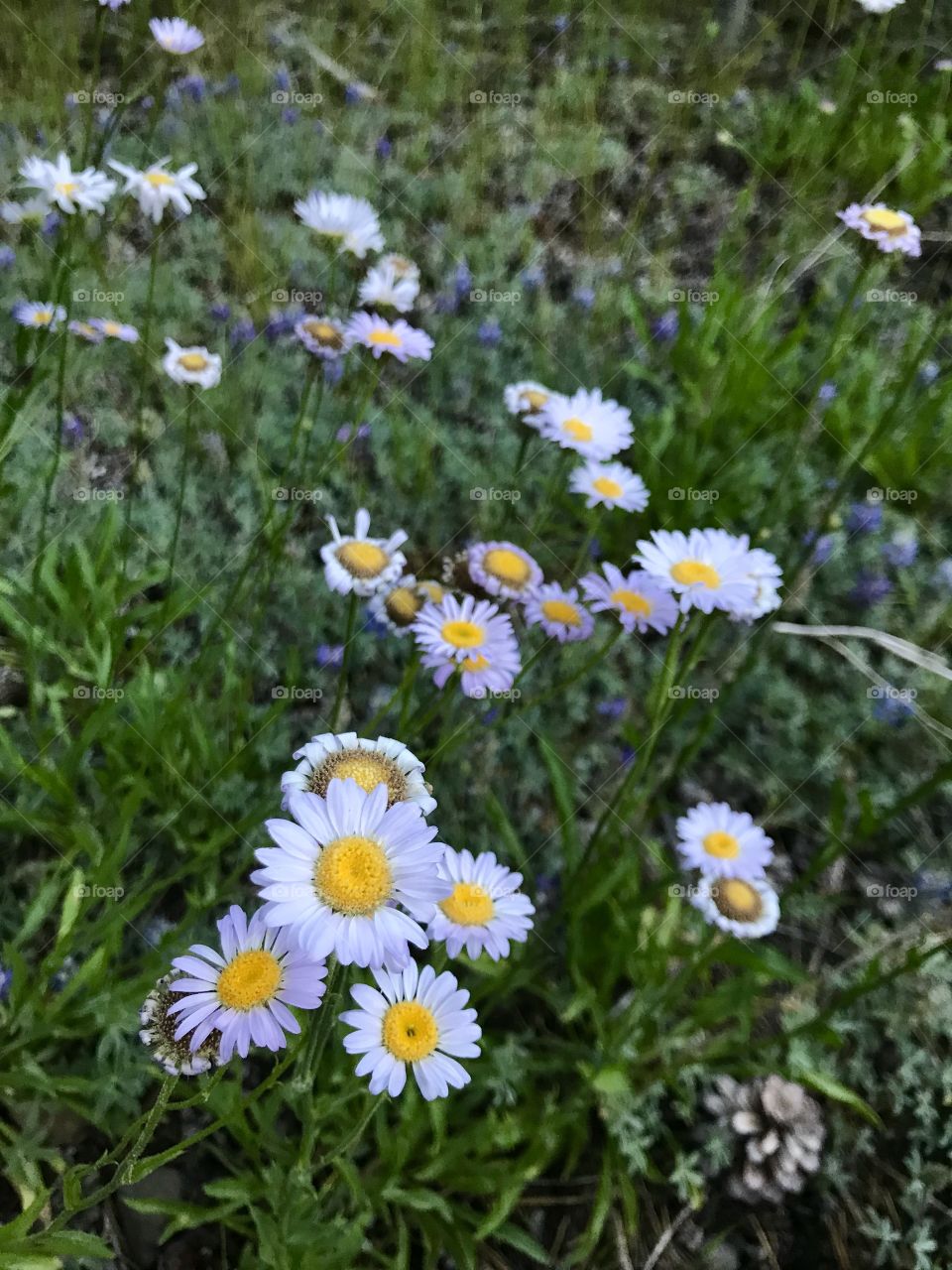 Some pretty flowers in a meadow 