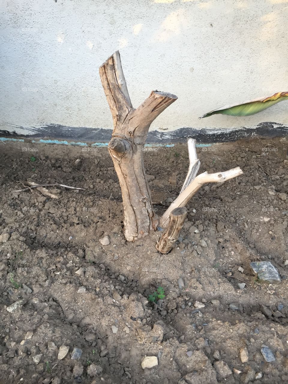 Tree Stump or Plant Stump Branch Coming Out of Soil