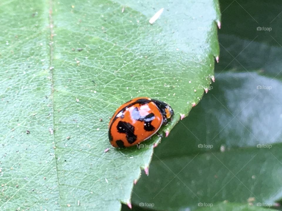 A child's favourite insect in the garden, some call it a ladybug, for others, a lady bird; either way they are beautiful and Connie many childhood memories. 