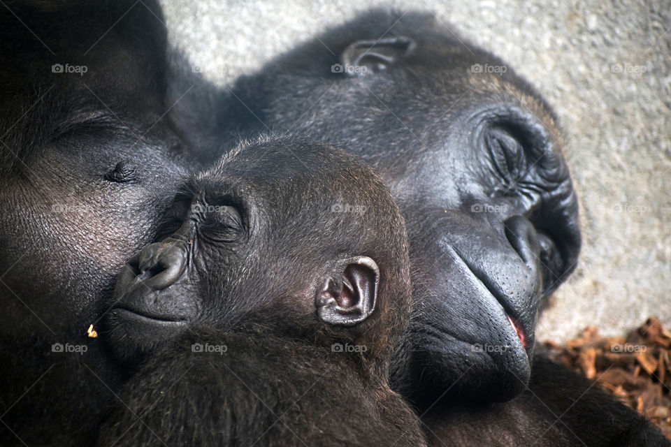 Baby chimpanzee sleeping at his mother's chest