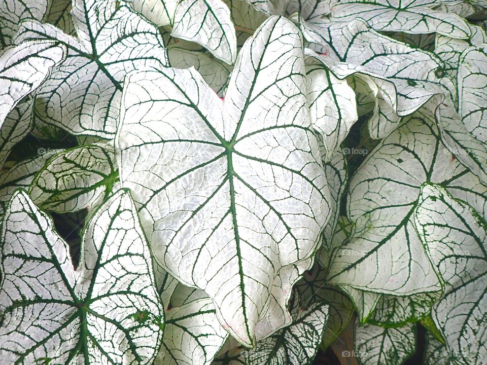 Coleus leaf 1