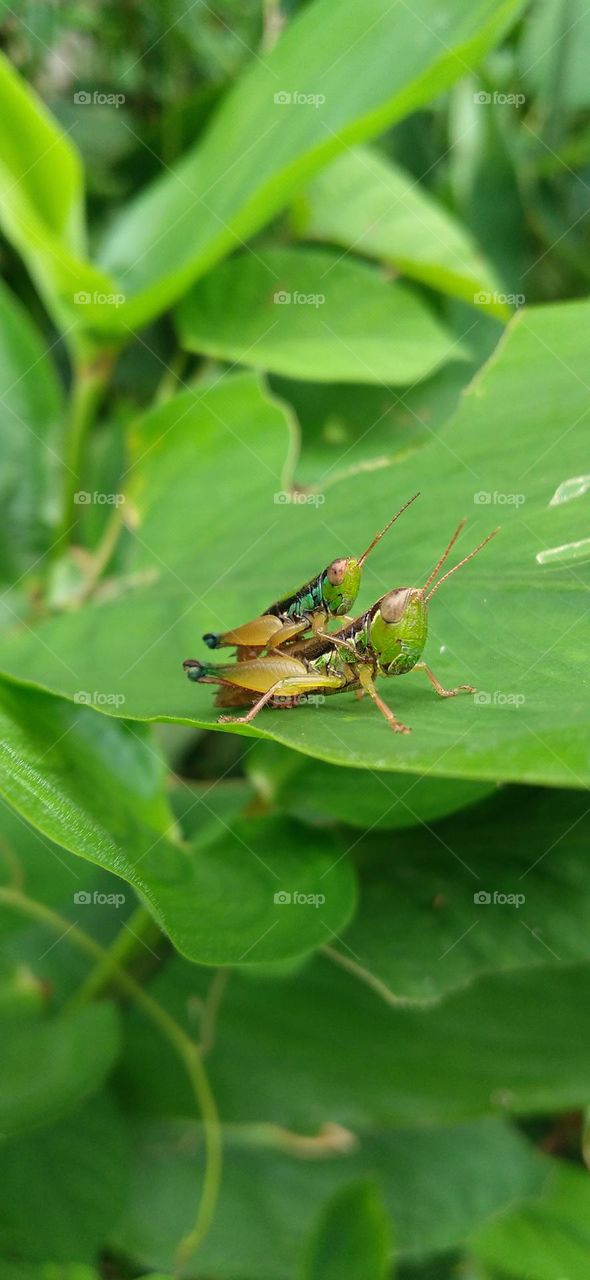 A grasshopper is making love on a green leaf
