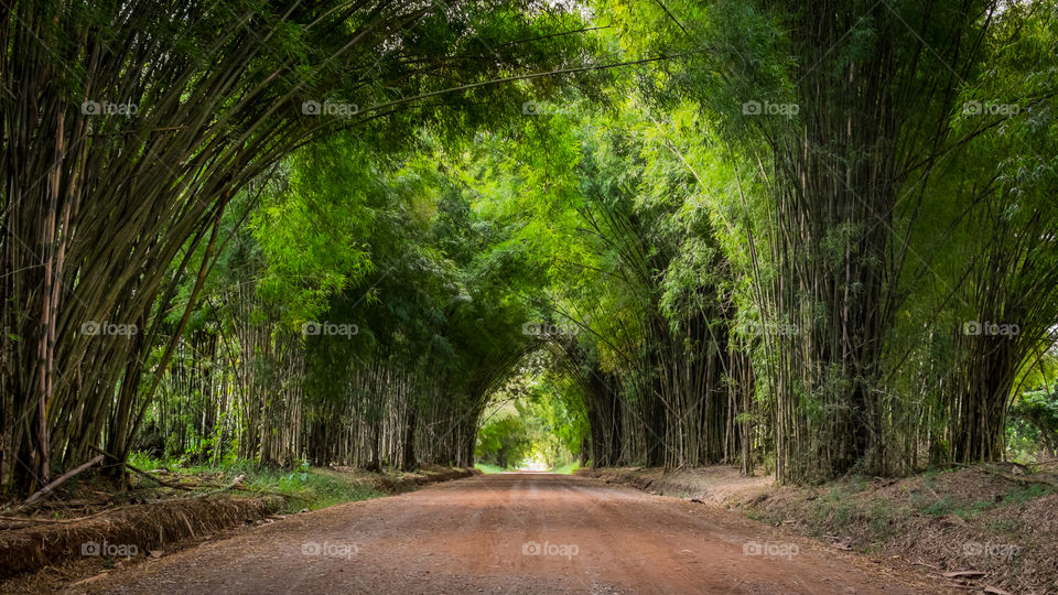 Walkway in green litchi tree farm
