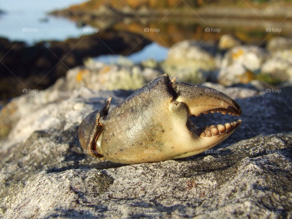 beach food rock crab by tomrobbarber