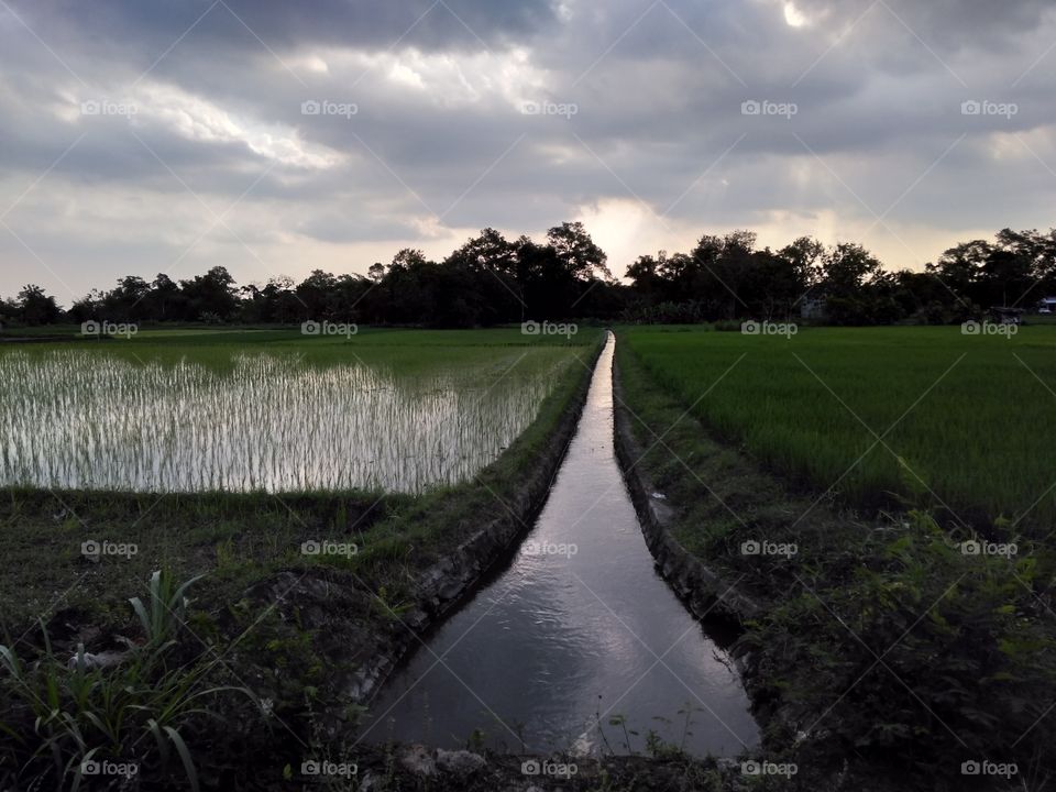 Rice field