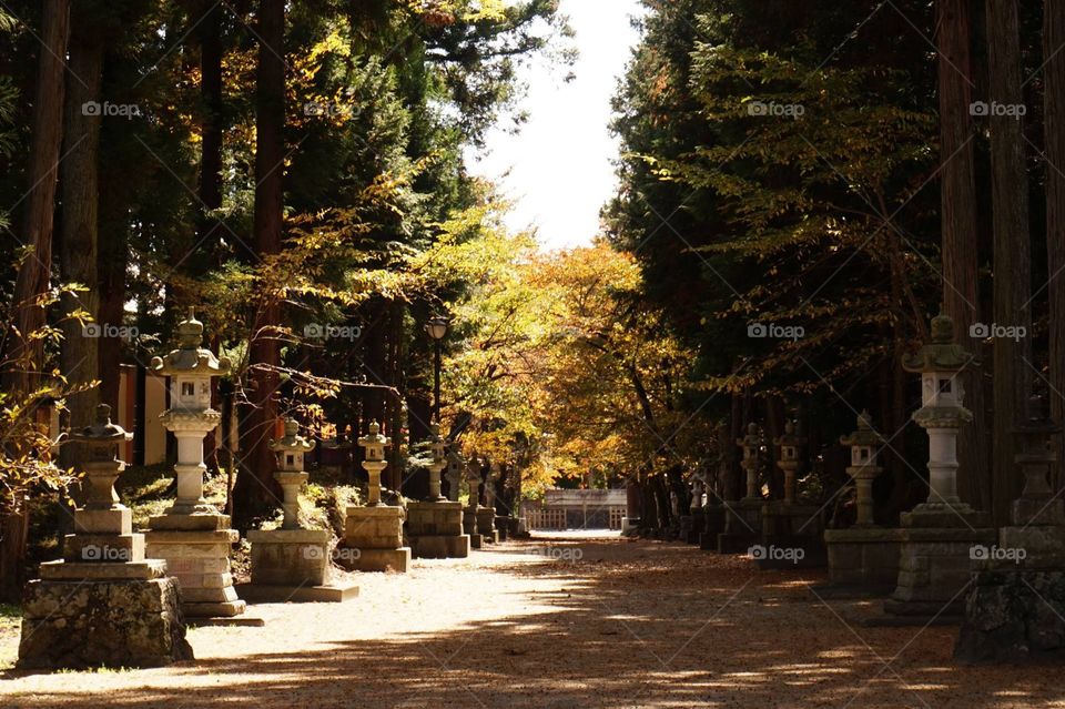 The fall foliage in the shadow of Mount Fuji in Kawaguchiko, Japan.