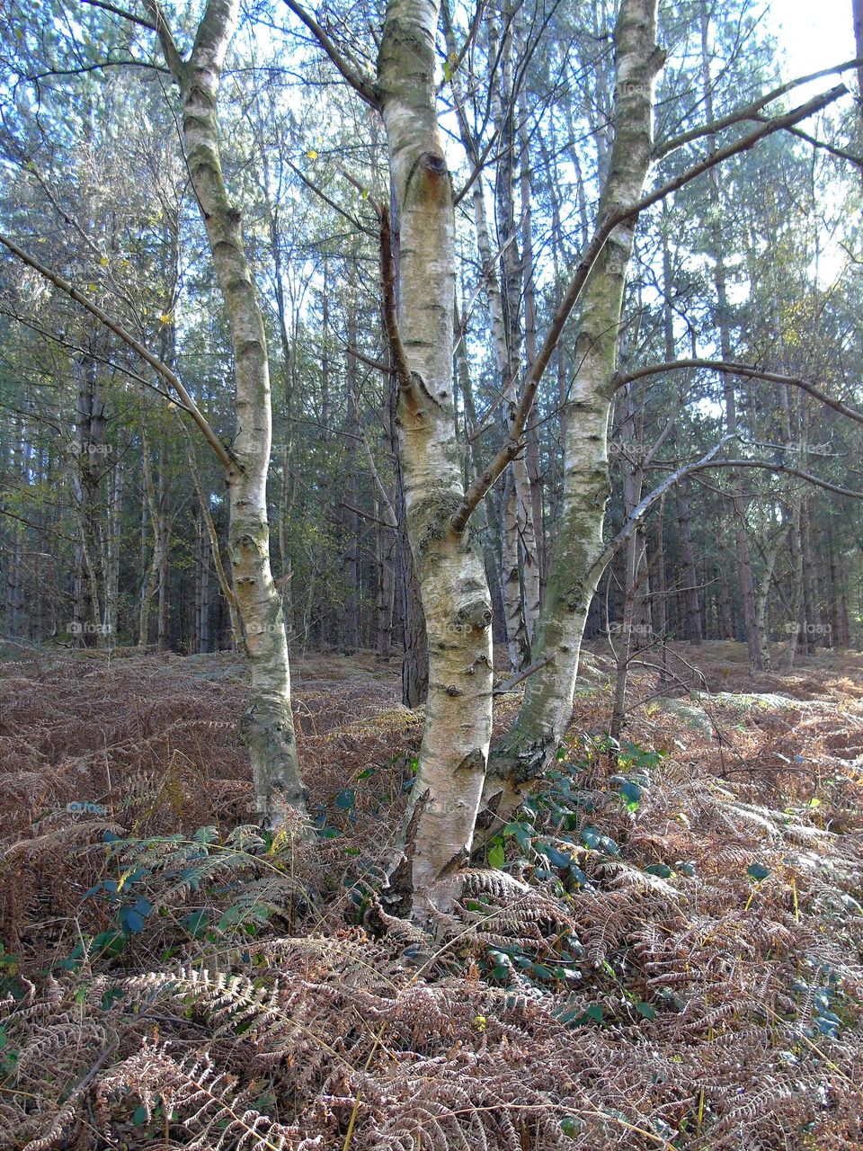 Birch trees and ferns lite by Autumn sun, beautiful forest mistery,  UK, Randlesham Forest, UFO trial