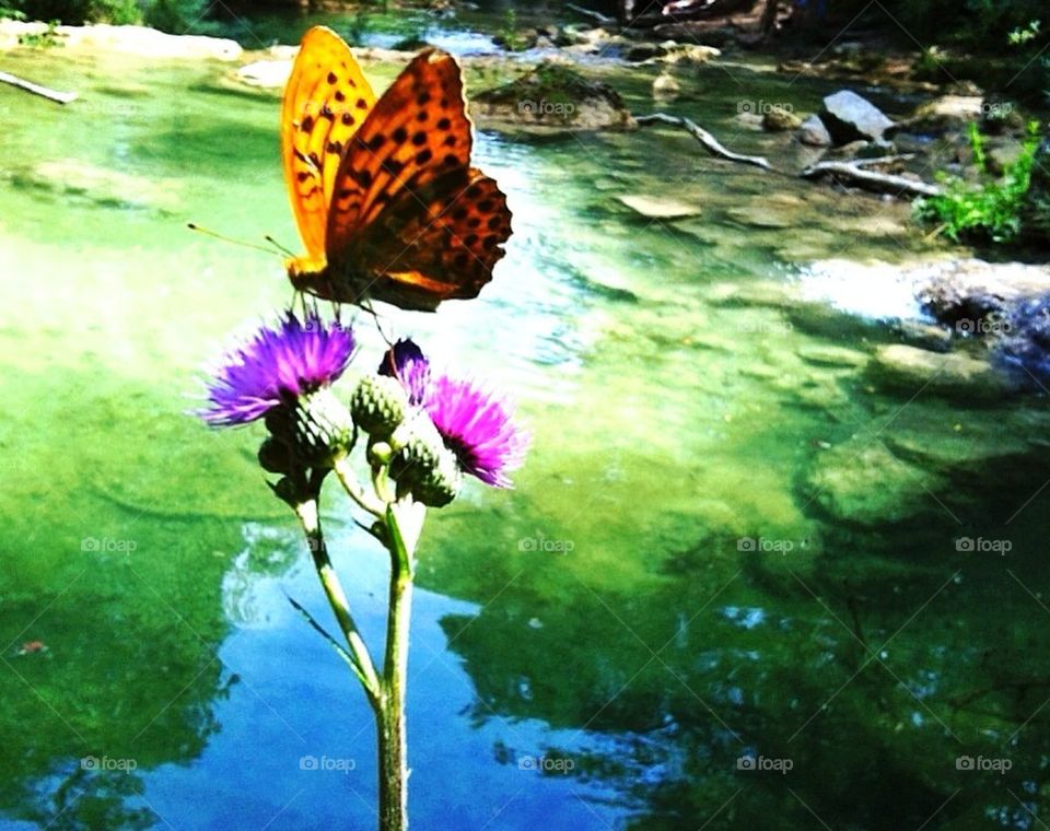 flower trees water butterfly by lemonique