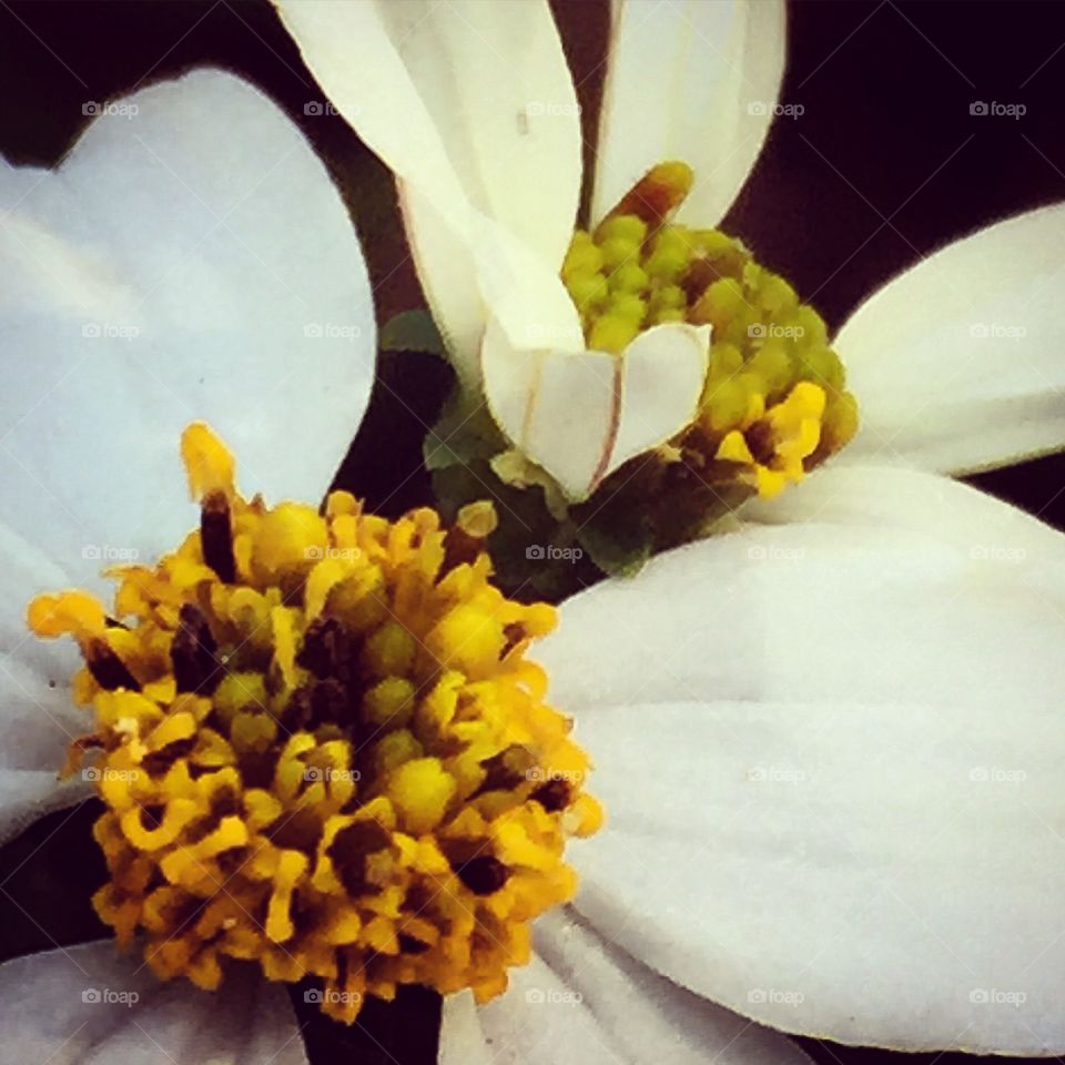 Spanish needles blossoms white flowers blooming with yellow centers during spring.