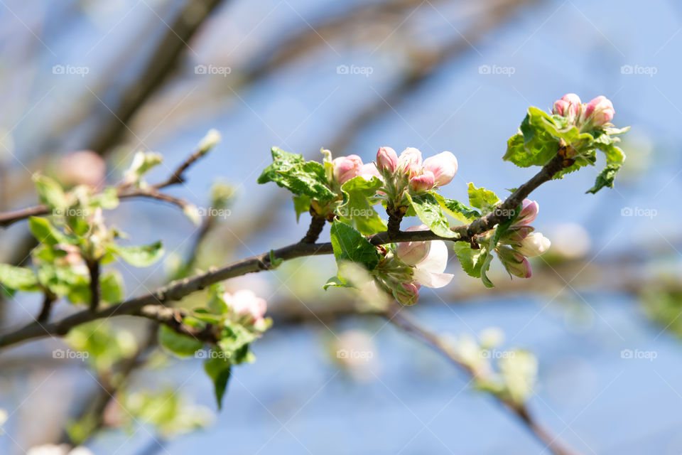 close up of cherry buds - background blue sky