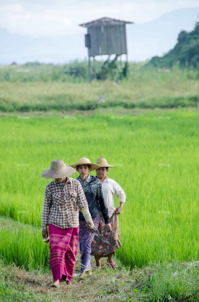 Returning from the rice fields