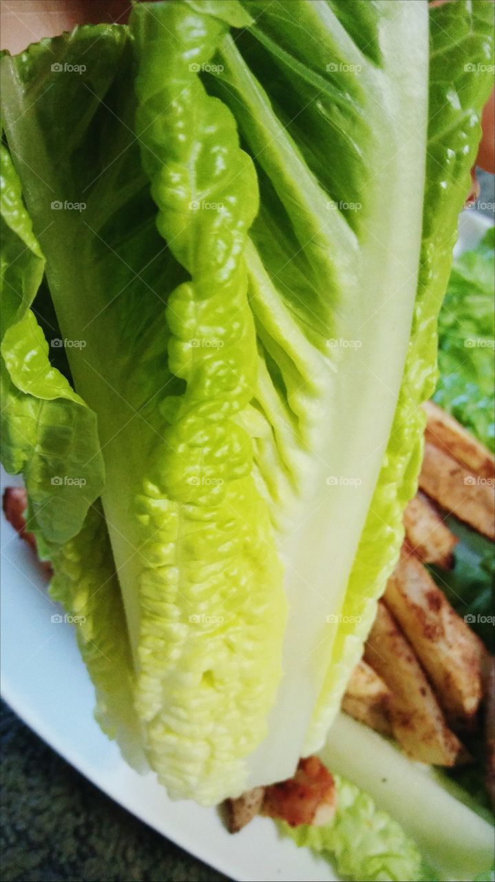 Close up of romaine lettuce